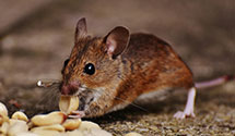 24 Hour & Emergency Exterminators in Saint Joseph, MO